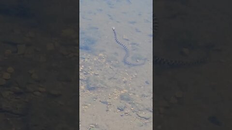 Wildlife around the Farm 🚜 series, Banded Water Snake