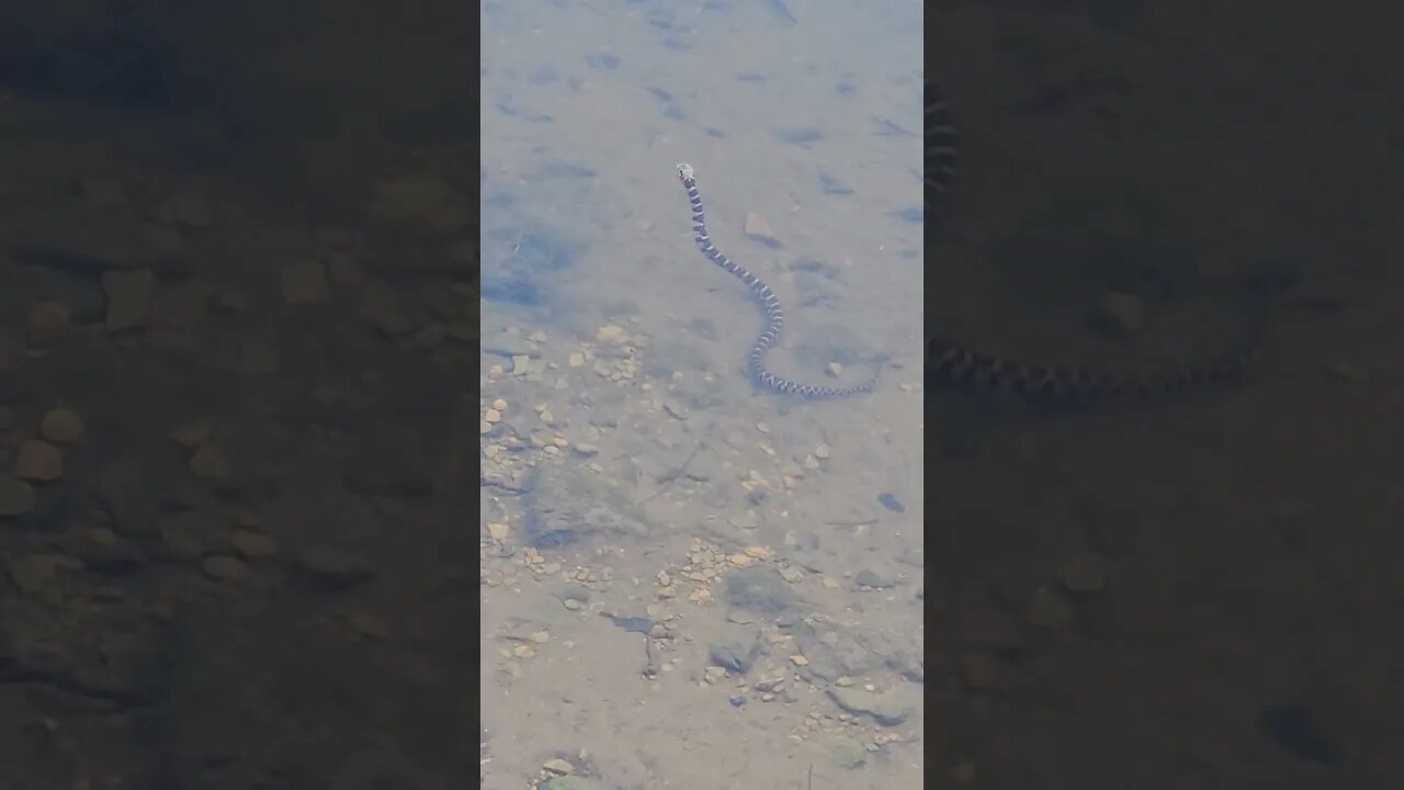 Wildlife around the Farm 🚜 series, Banded Water Snake