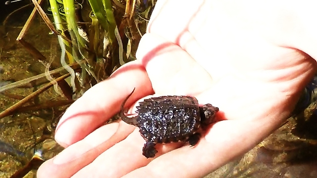 Tiny baby snapping turtle assisted on journey to safety