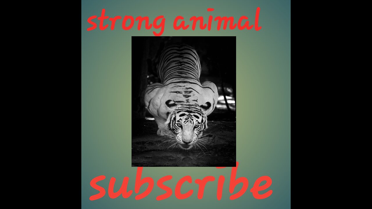 Strong animal