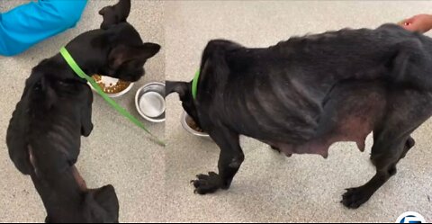 Family saves dog found on side of road