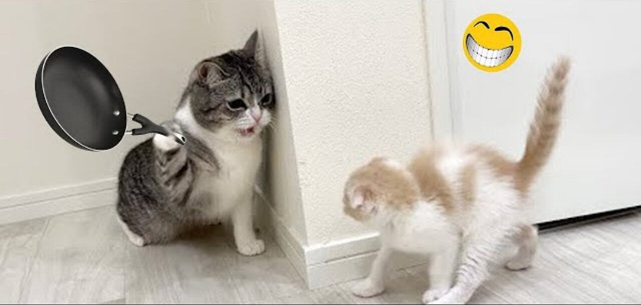 funny animals video🤣🤣2023 try not to laugh 🤣🤣cats and dogs 🤣🤣🤣