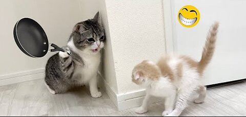 funny animals video🤣🤣2023 try not to laugh 🤣🤣cats and dogs 🤣🤣🤣