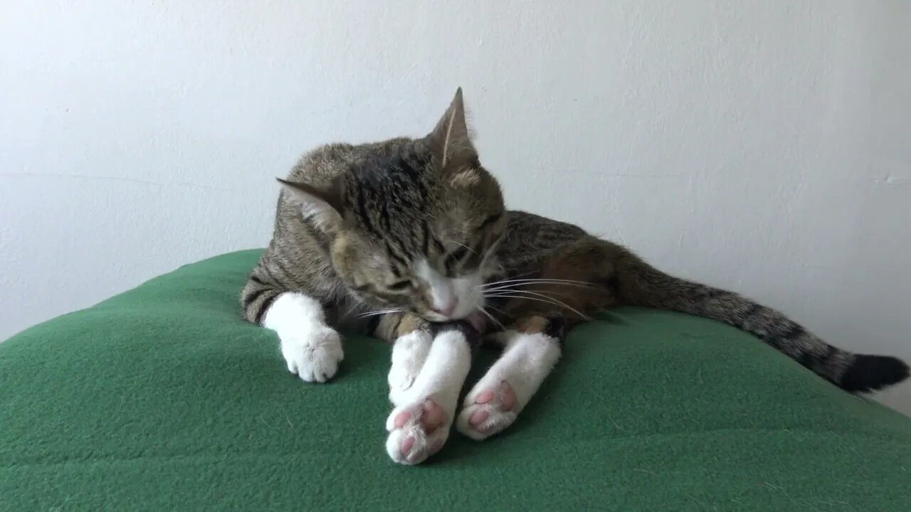 Cute Cat Is Bathing