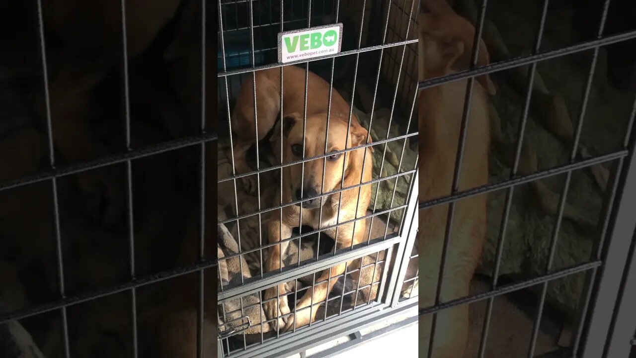 A new crate for Slinky
