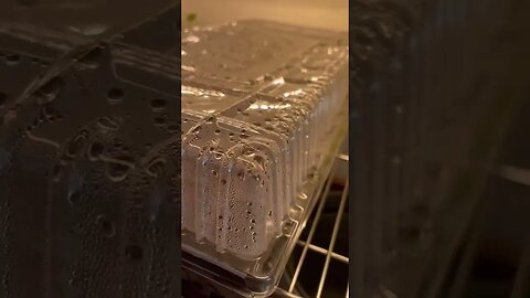 2023 Spring Garden🌱 #gardeningtips #garden #spring #fy #fyp #indoorplants #indoorgarden