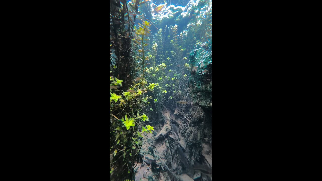 Underwater world 3/99