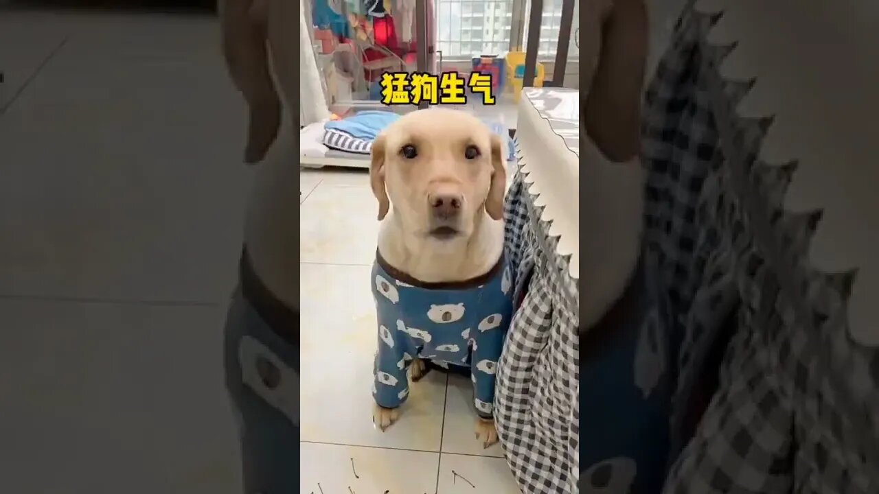 Helpfull dog 🐶