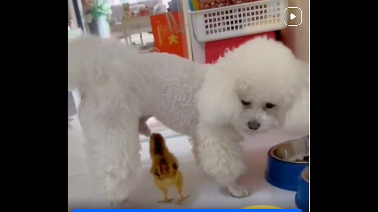😹🤣 Funny animal videos. 🤣😹
