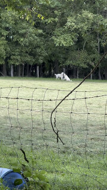 Beethoven barking over his bone