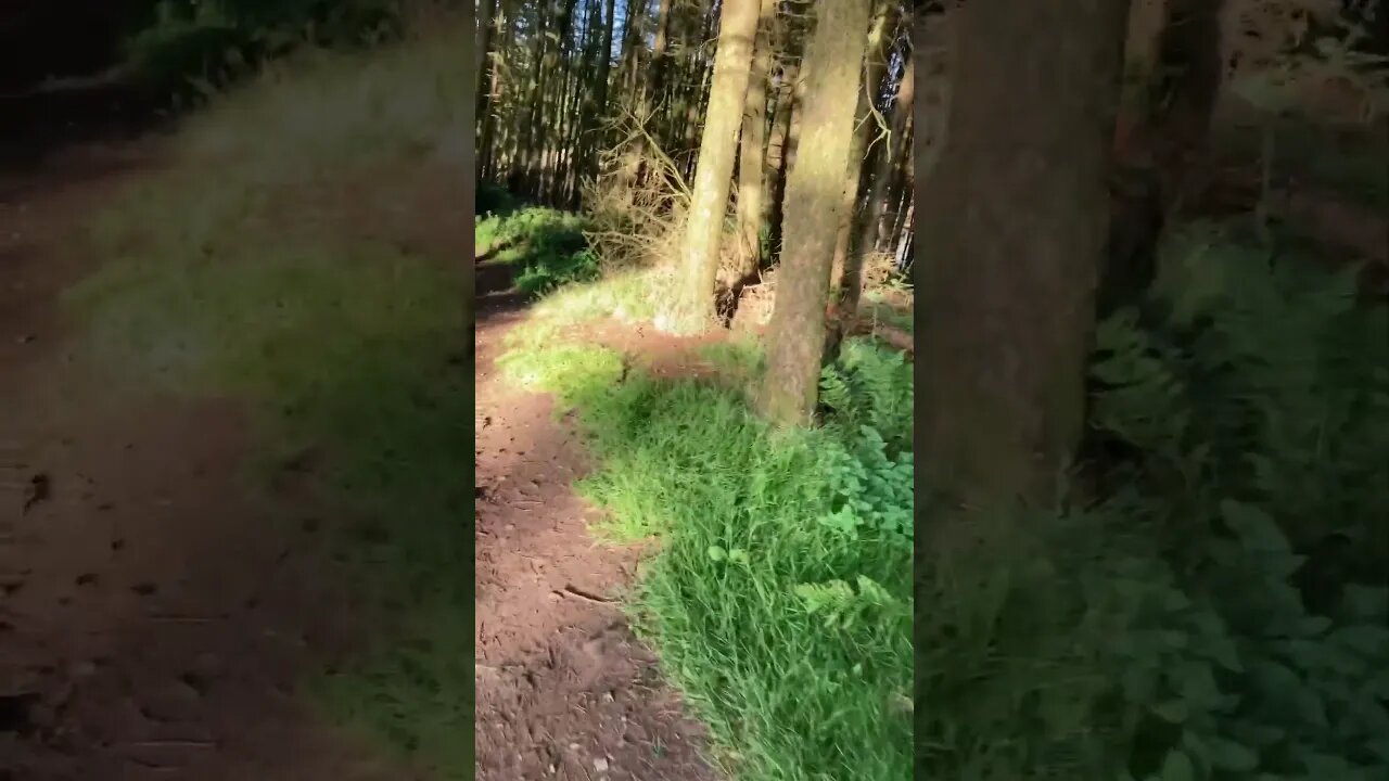 Dog walk