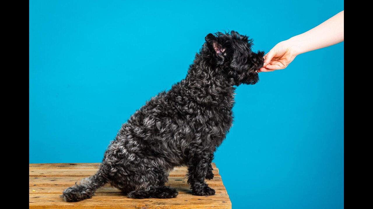 How To Safely Correct Your DOG on a Leash