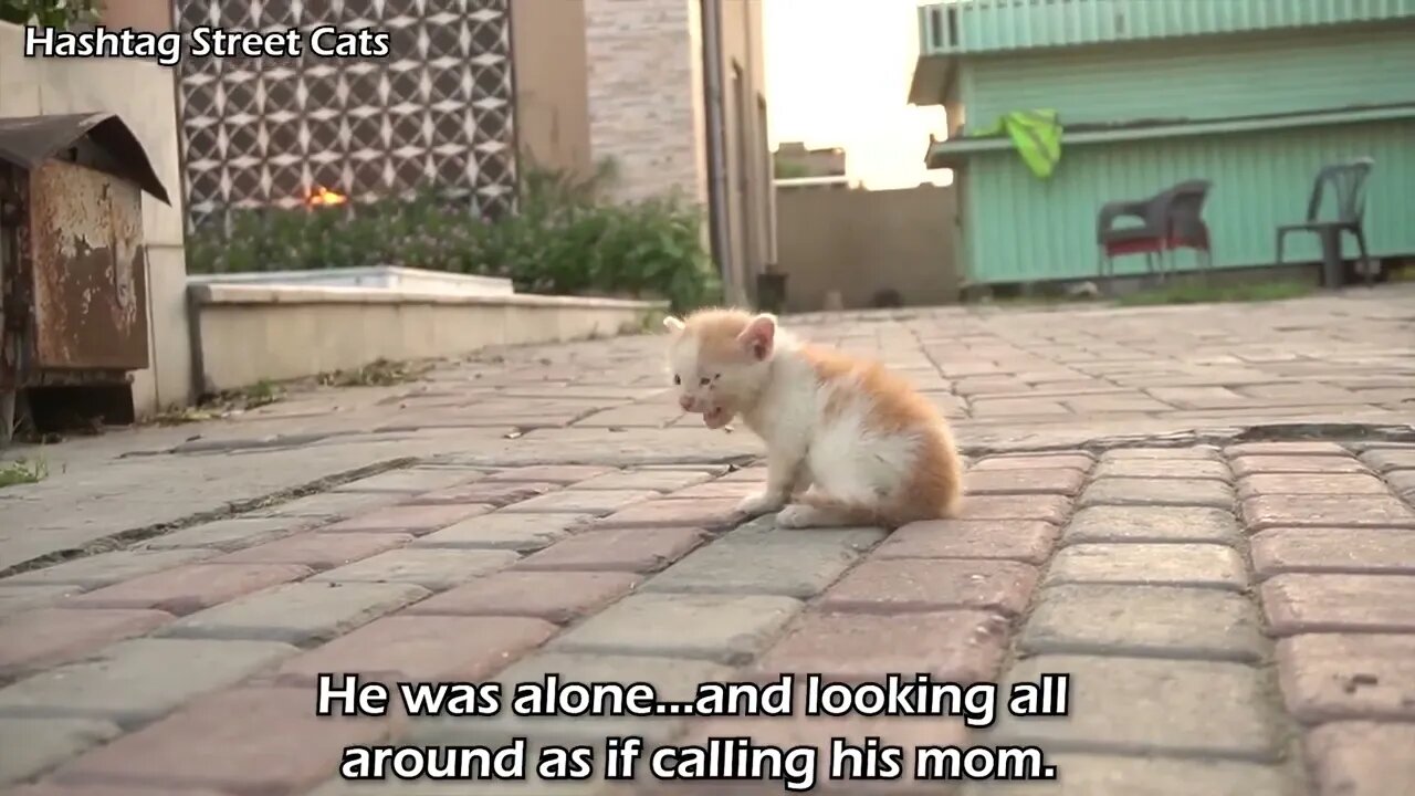 Abandoned kitten stops people to get attention but they're busy in their activities.