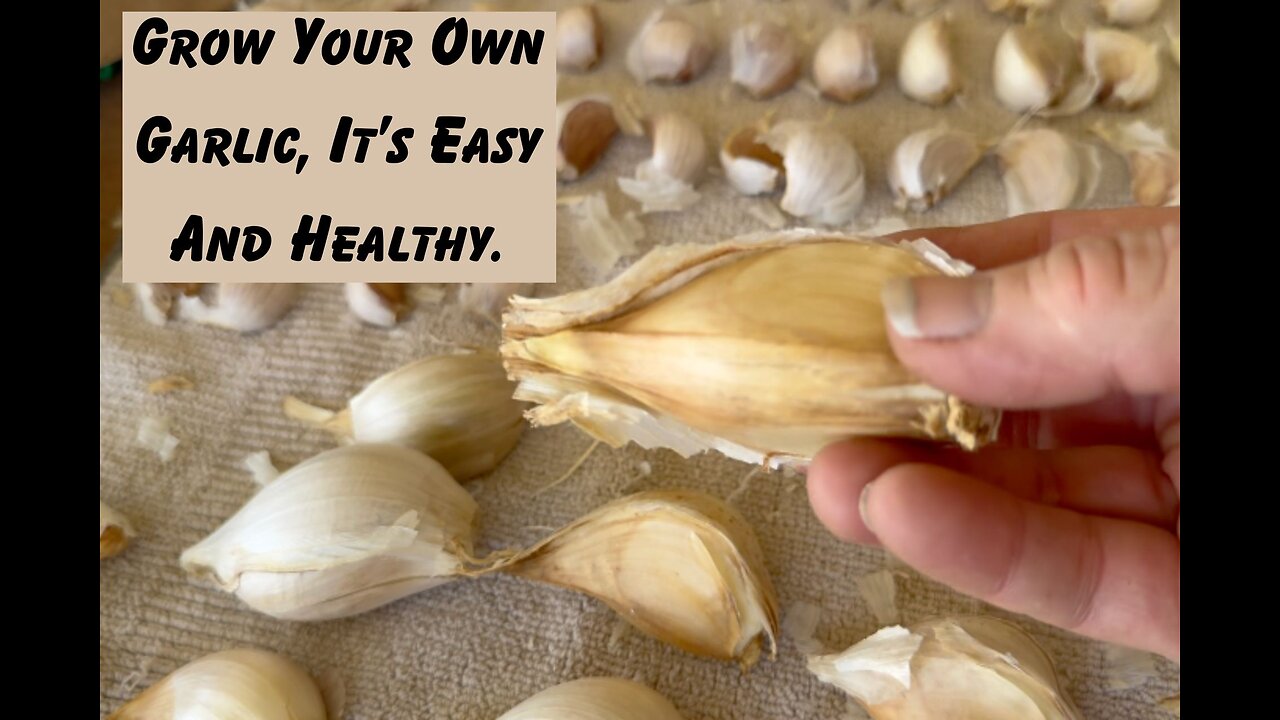 2 Ways to Plant Your Garlic For Easy Growing