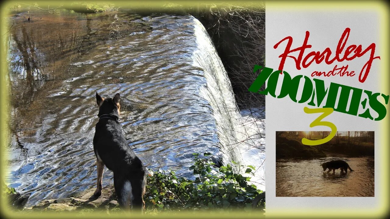 German Shepherd playing in the river. #dog