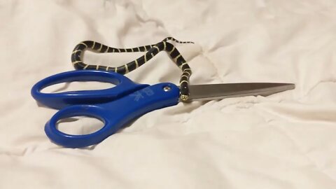 Leslie the Baby Ca. King Snake - Scissor Sized p2