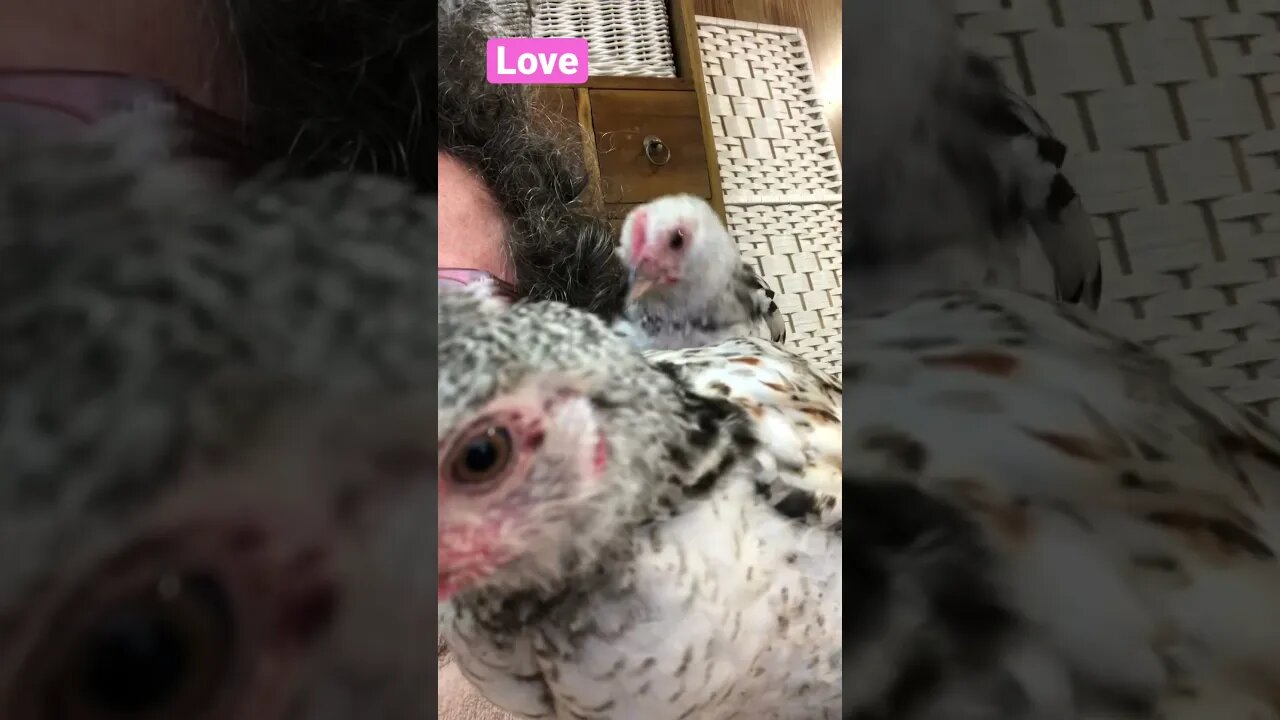 These chicks are obsessed with their human