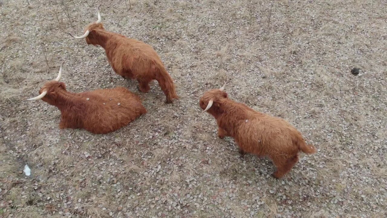 Sally's Last Day On The Farm