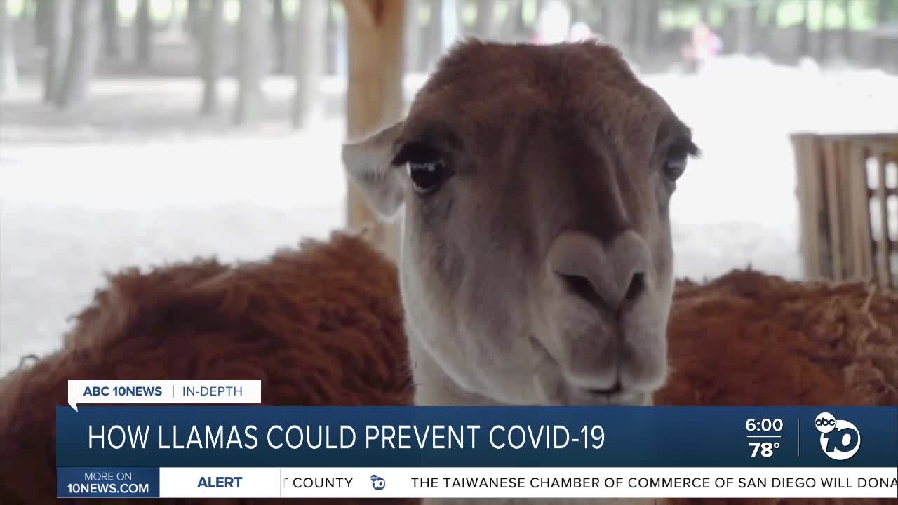 How llamas could help prevent COVID-19