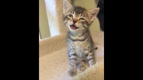 Baby Cat - Cut And Funny Cat