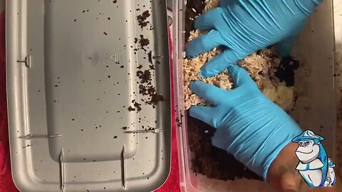 Spawning a shoebox