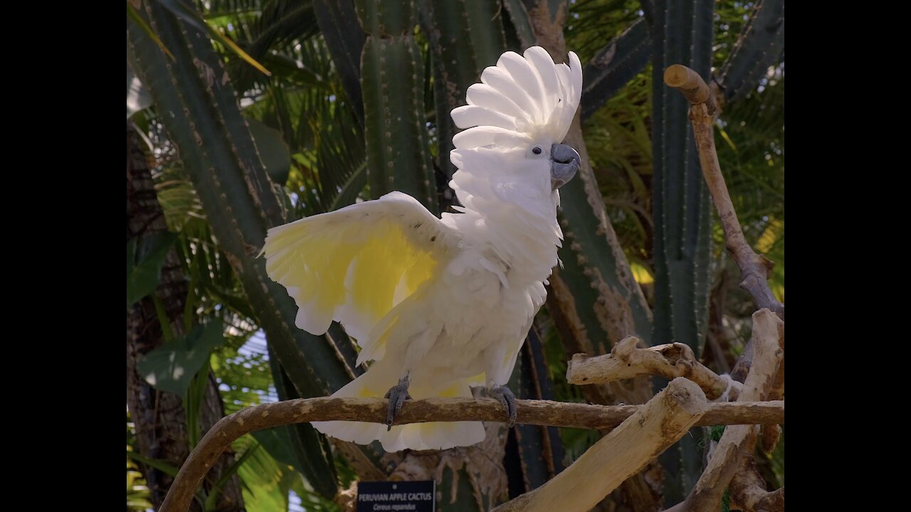 Watch the Sulphur Crested Cockatoo perform