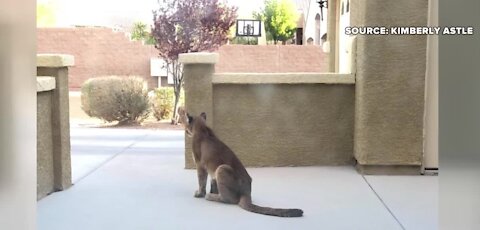 Mountain lion caught in Las Vegas