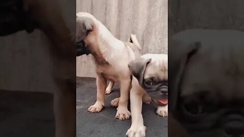 Cutest Pug Puppies #shorts