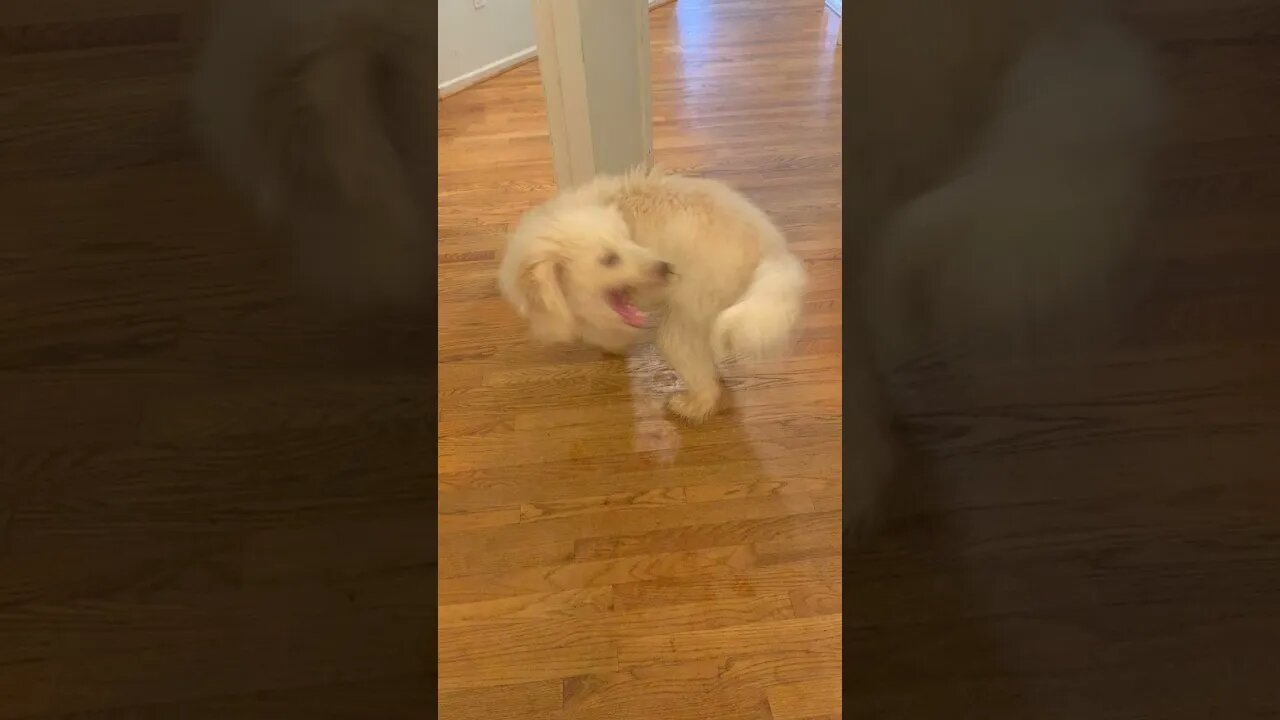 4 Month Old Puppy Chasing His Tail 🤣😍