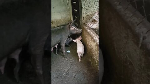 Leitões na Chácara