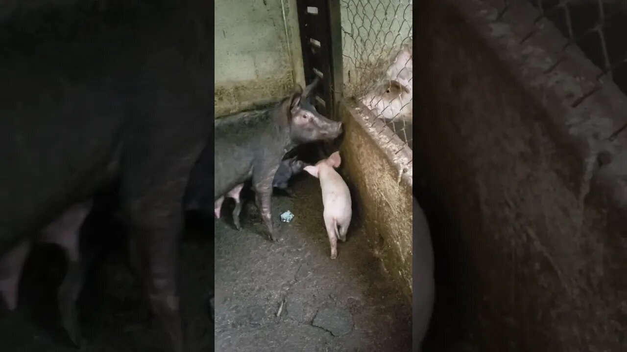 Leitões na Chácara