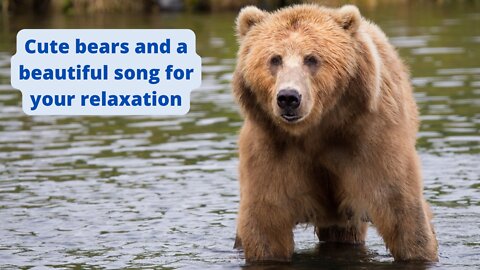 Cute bears and a beautiful song for your relaxation