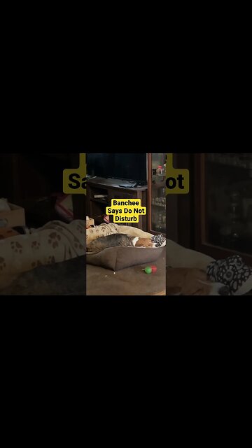 Banchee the Beagle Is The Laziest Dog