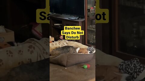 Banchee the Beagle Is The Laziest Dog