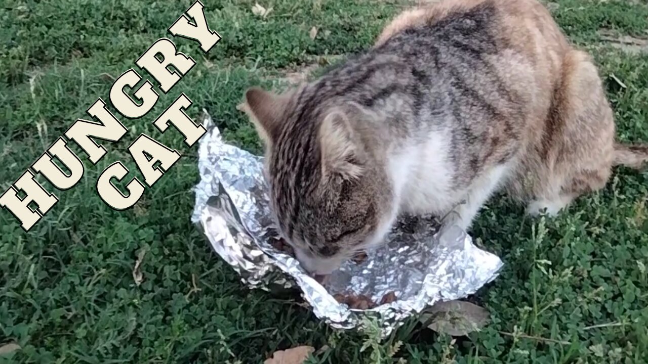 Hungry Cat Asking For Food | Cat Video By Kingdom of Awais