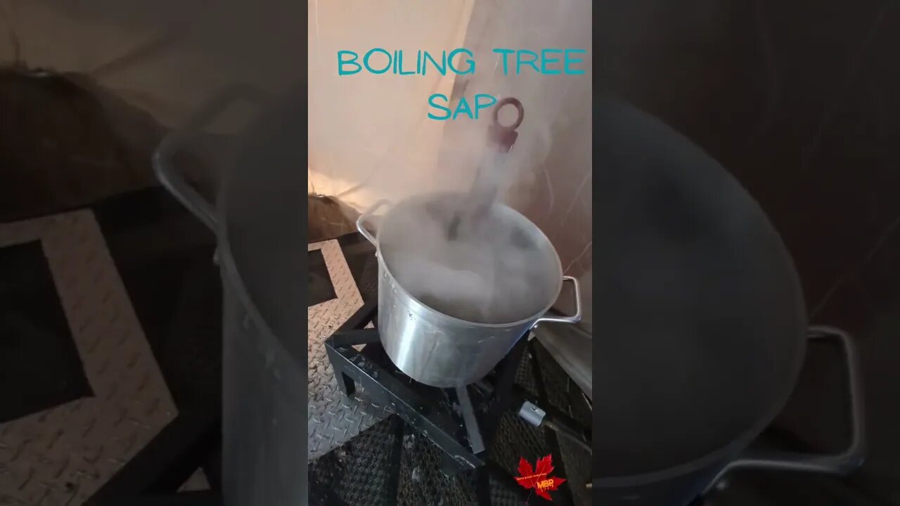 BOILING SAP #mapletrees #kris&kota #maple #motivation
