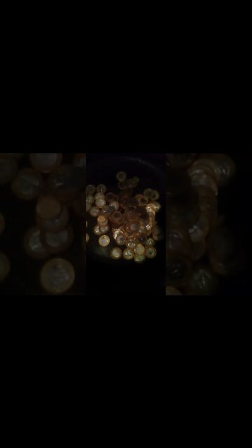 abrindo um cofrinho madeira pt2 #shorts