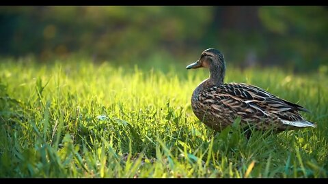 Duck girl close-up on a green lawn