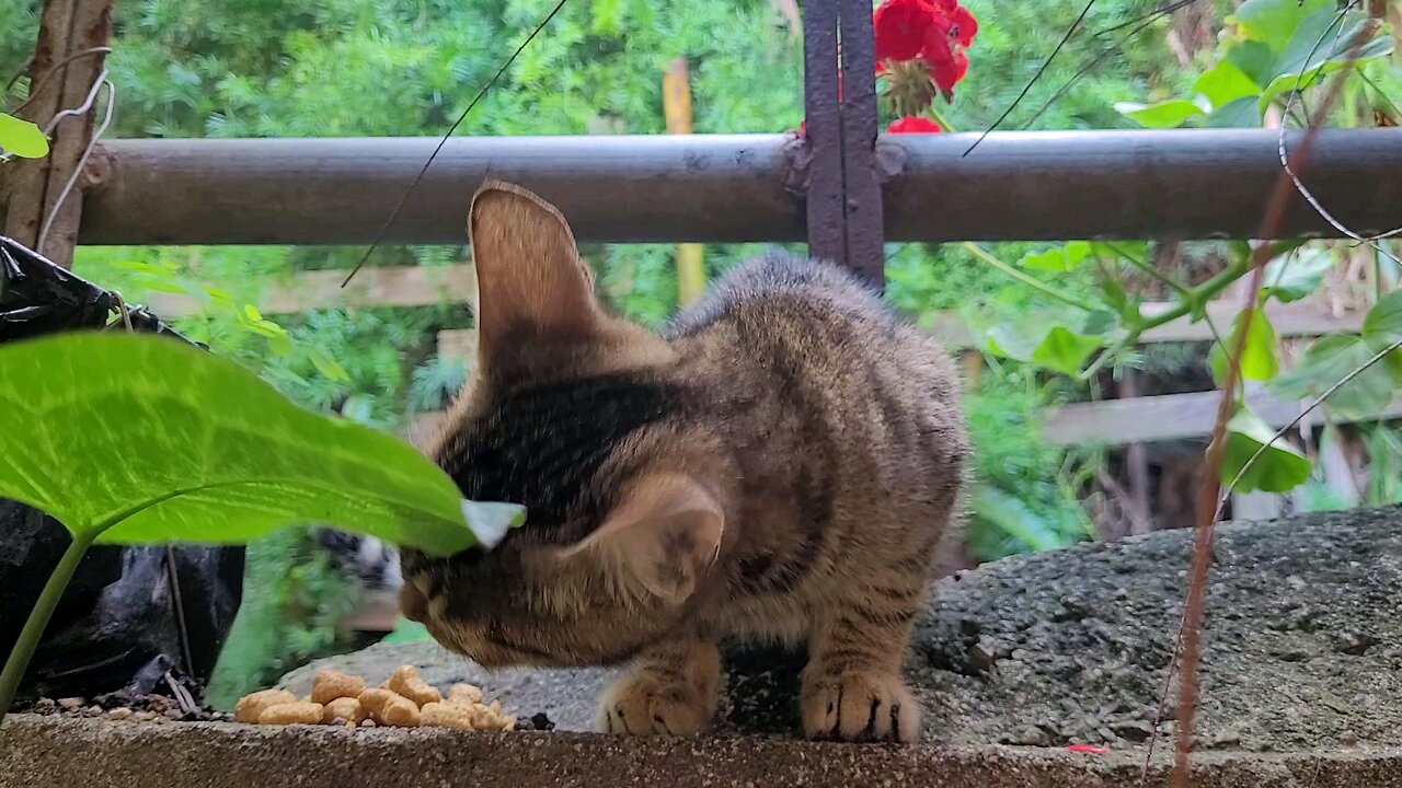 Kitten of Antigua Guatemala 🇬🇹