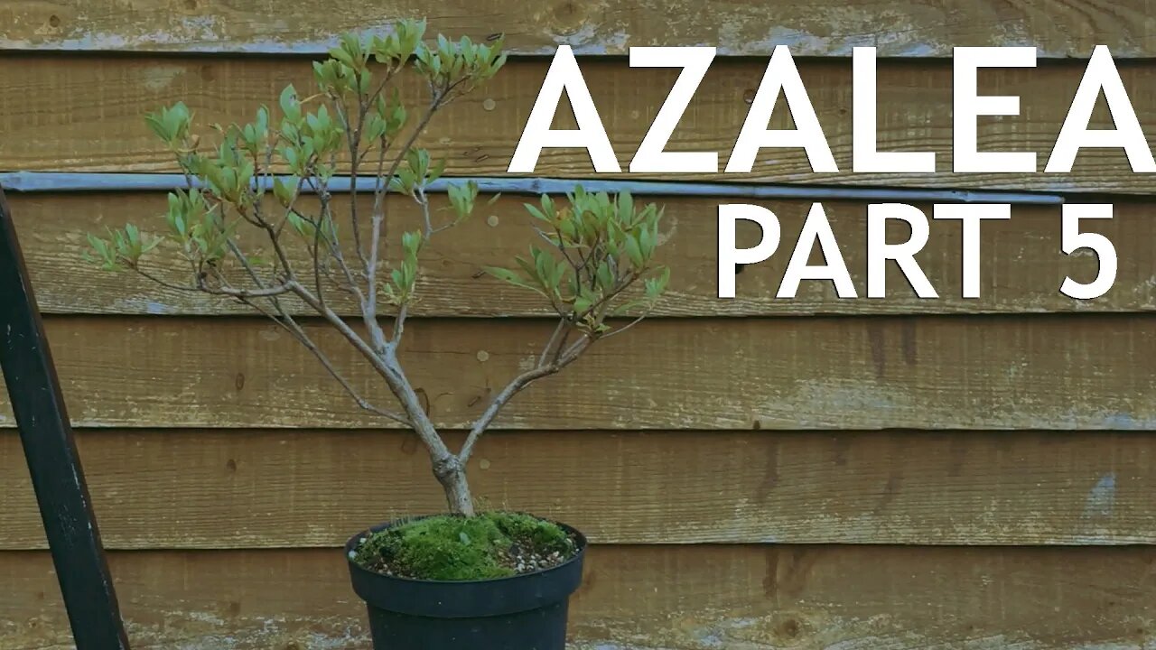 Azalea Pre Bonsai, 5