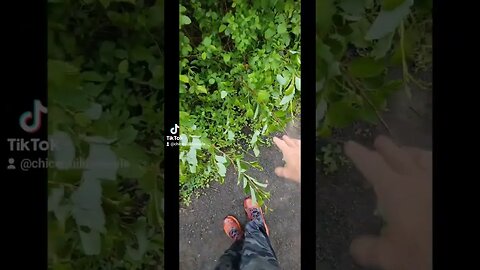 #wildlife #wildanimals #ytshortscanada #ytshortsvideo #ytshorts #animals #epicmoment
