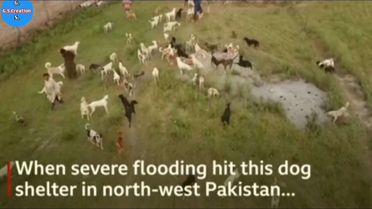 Pakistan floods: Shelter staff rescue 250 dogs