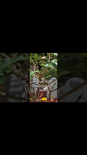 The Potager is feeling good and is filled with little volunteers! #electroculture #garden #kittens