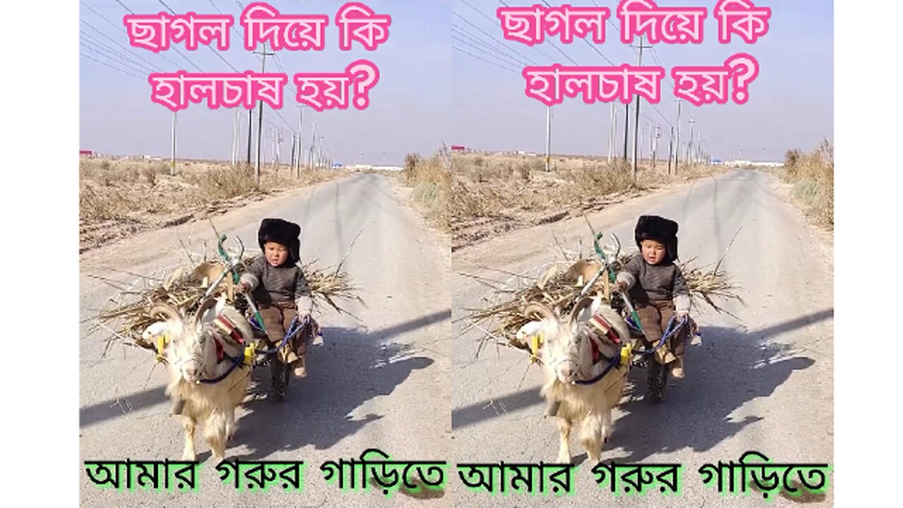 আমার গরুর গাড়িতে...