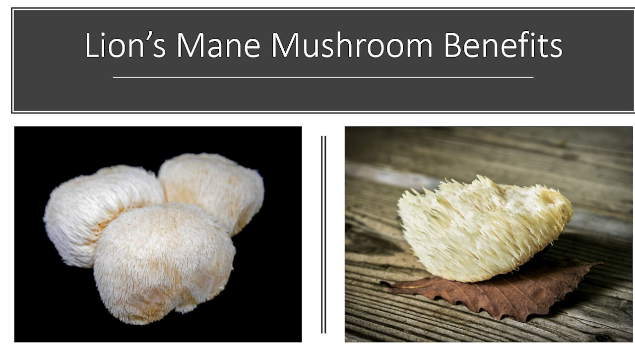 Lions Mane Mushroom Benefits