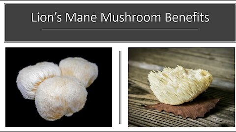 Lions Mane Mushroom Benefits