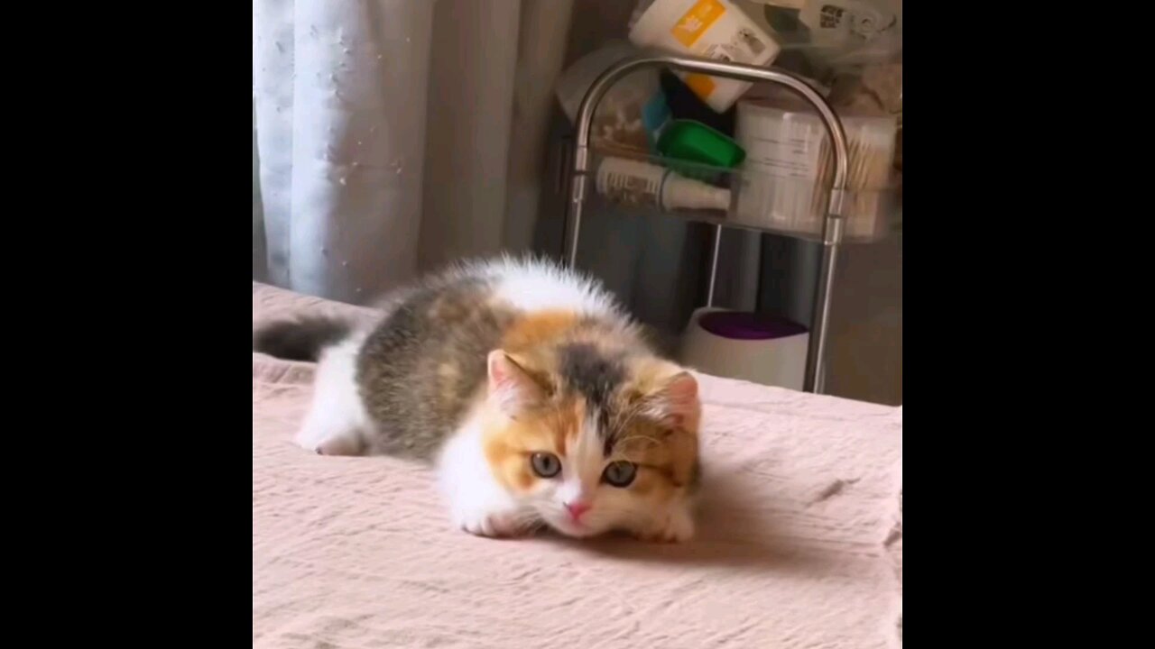 funniest super cute kitten🐱 trending video