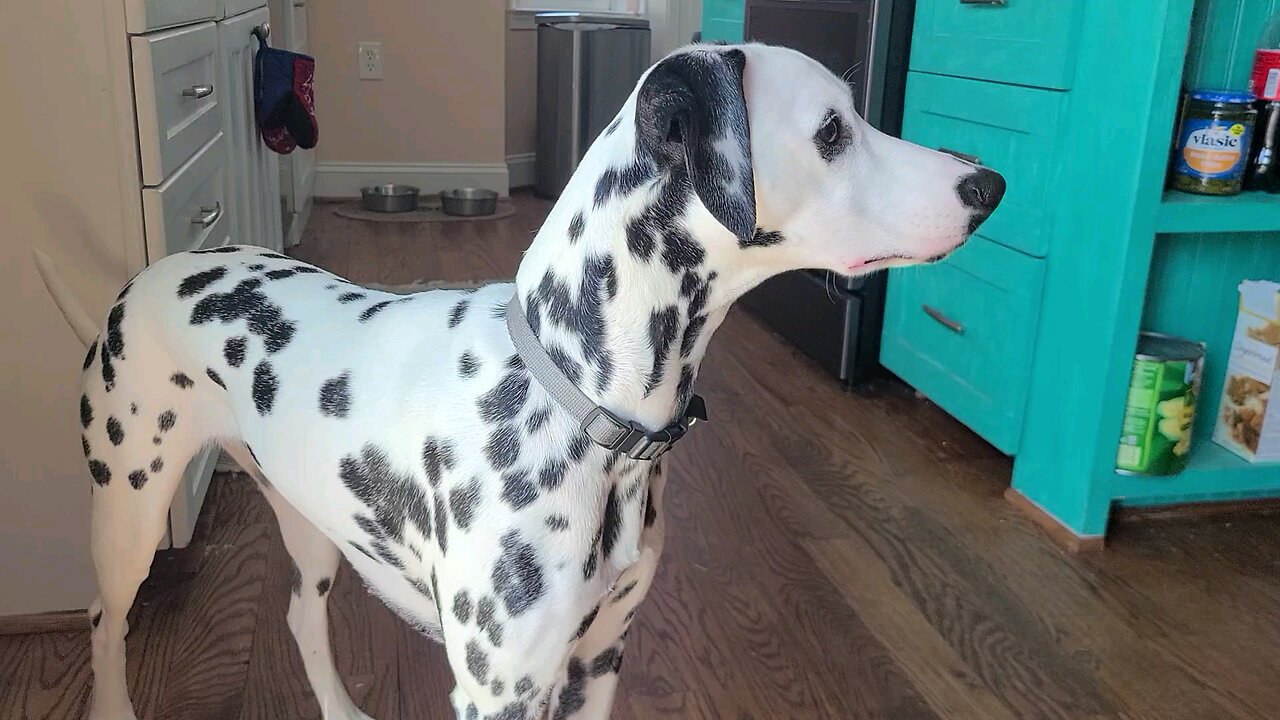 Luna Hoping for a Snack