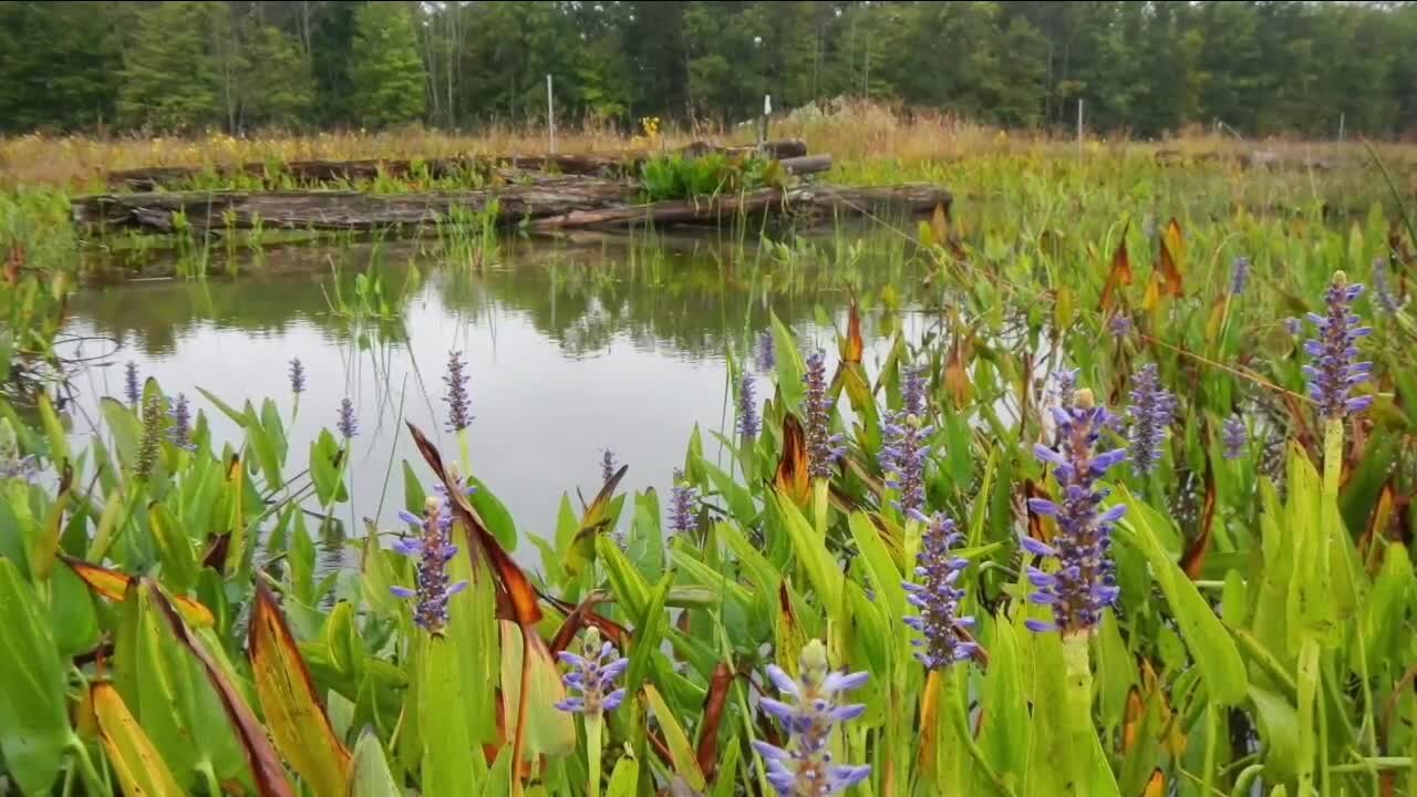 Toxic wasteland to fertile wetland: Transformation at former dumpsite complete at CVNP