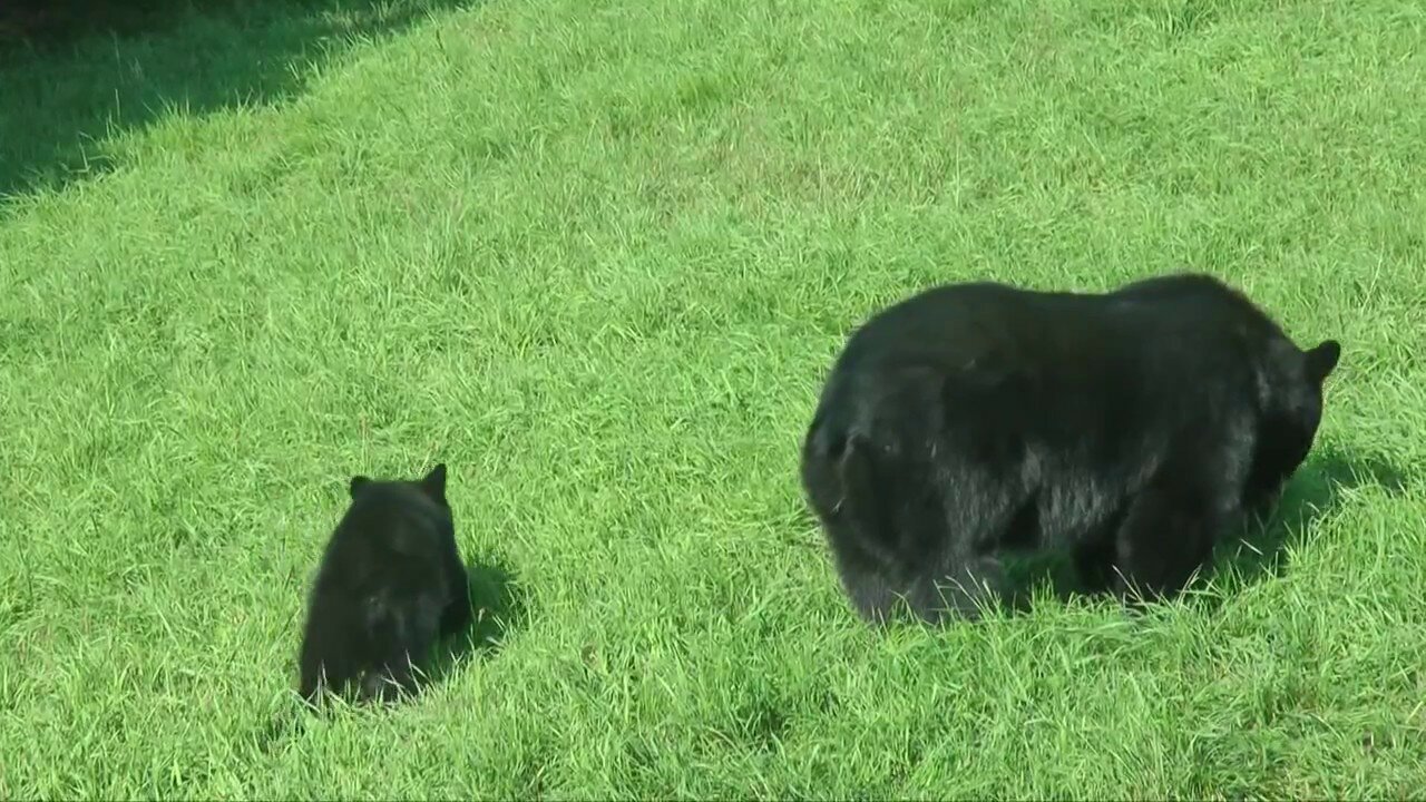 Mother Bear and Her Cubs, Finding Food